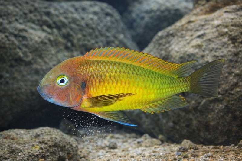 Tropheus moorii 'Nkonde'